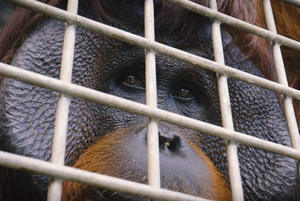 #OrangutanFreedom: Teaser 3