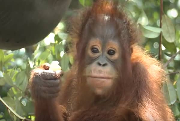 Dokumentar om Red Orangutangens