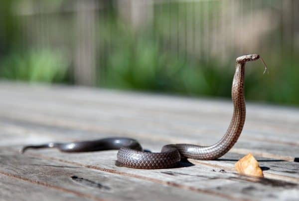 Orangutans Need to Learn to Fear Snakes