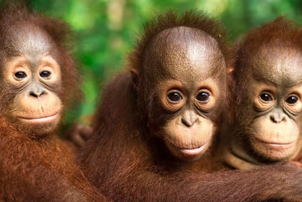 Orangutan Jungle School – New Season Trailer