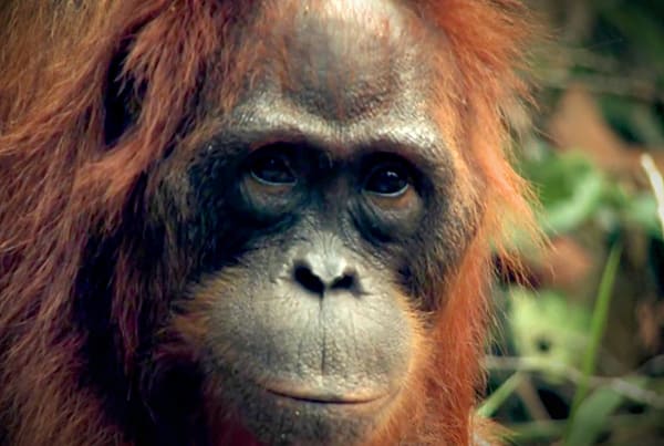 Wildlife Conservation in Lamandau