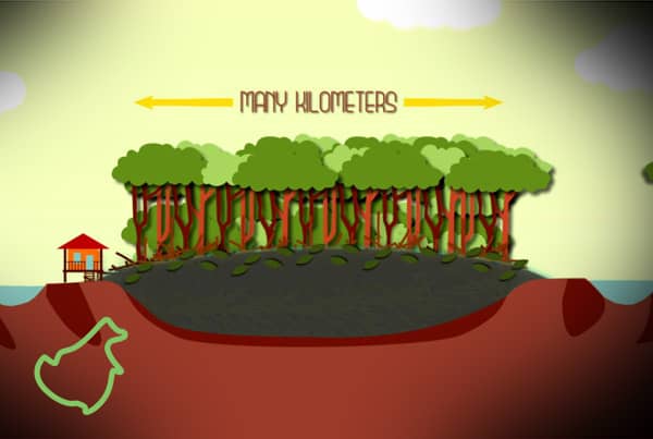 Peatland in Indonesia: Beyond The Burning Issue