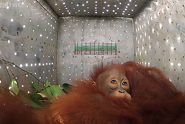 BBC – Orangutans: The Great Ape Escape