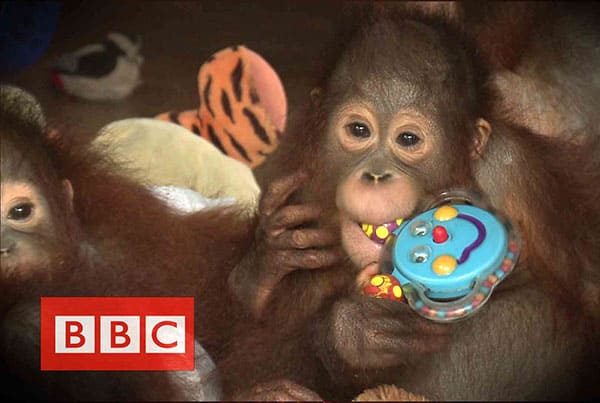 BBC : Orangutans in the haze