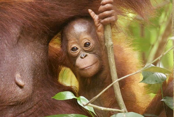 Hanging on for Survival